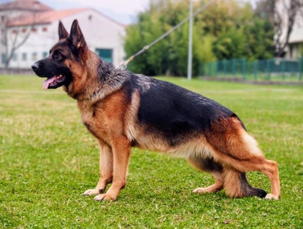 Leotta di Casa Josè