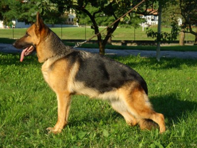 Nera di Casa Josè