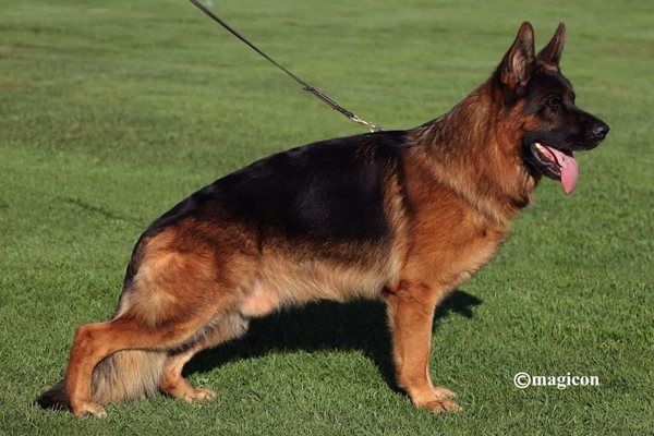 Mio vom Team Hühnegrab