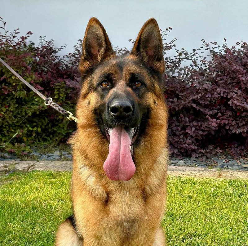 Leotta di Casa Josè